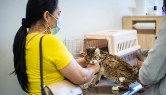 Inicia funcionamiento de hospital veterinario estatal Chivo Pets