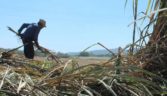Zafra 2021-2022 cierra con 17.5 millones de quintales de azúcar