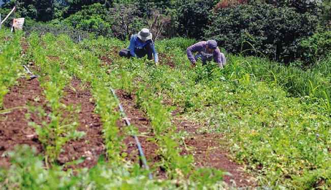 Agricultores: “Sentimos que ya no podemos” con las alzas en insumos