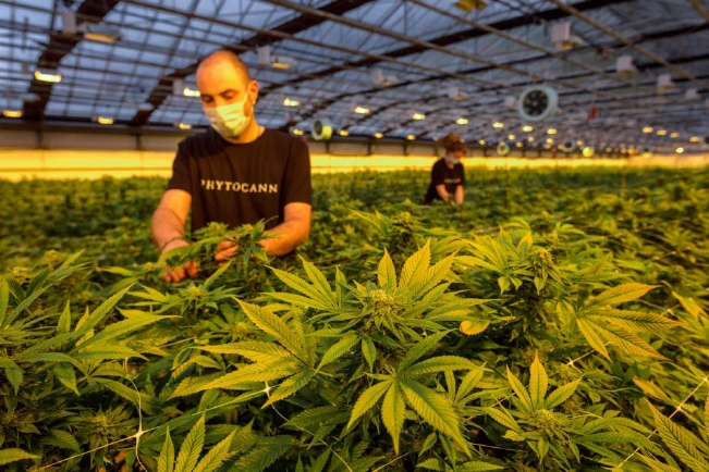 España busca ampliar el uso medicinal del cannabis