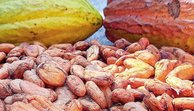 El cacao rescató a los caficultores de la crisis de bajos precios
