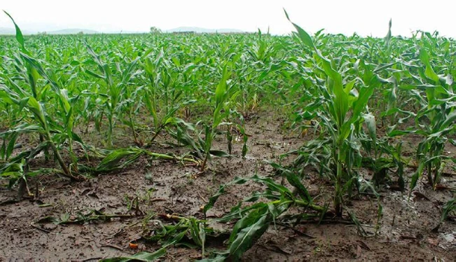 Lluvias afectan cultivos de hortalizas, mientras canícula mantiene en alerta al sector