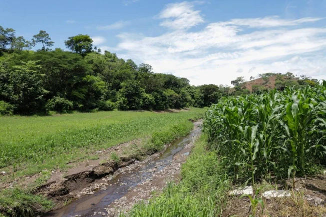 MAG advierte que lluvias ponen en riesgo cultivos de la zona costera del país