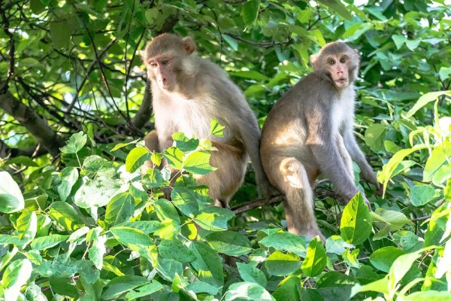 OMS denuncia ataques contra monos en Brasil por temor a viruela símica