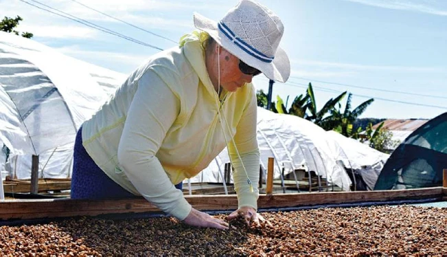 Café salvadoreño en su mejor precio de las última tres décadas