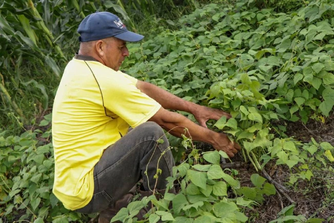 Lluvias dejan daños en más de 10,000 manzanas de cultivos, confirma el MAG