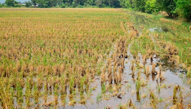 Productores reportan más de 595 mil quintales de granos básicos perdidos