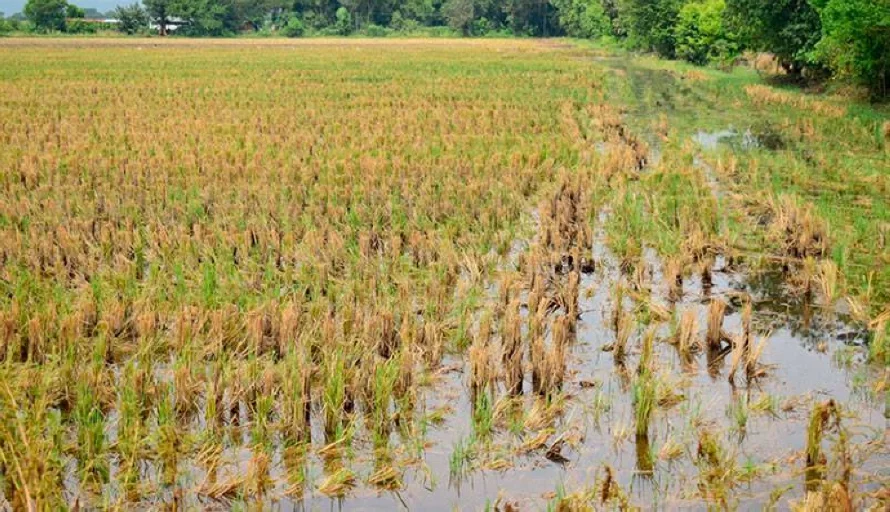 Productores reportan más de 595 mil quintales de granos básicos perdidos