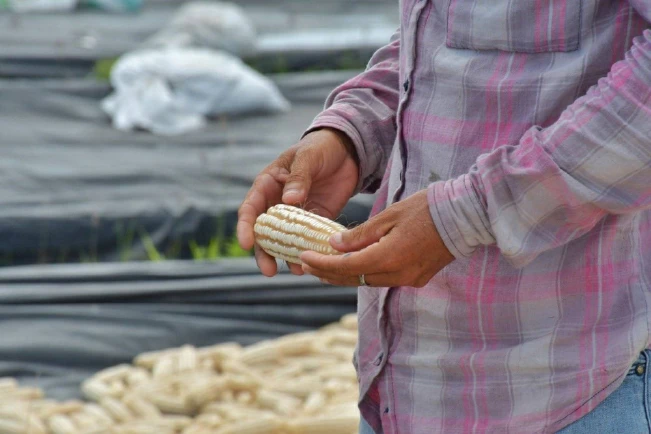 MAG lanza un programa para aumentar en 30 % el cultivo de maíz en El Salvador