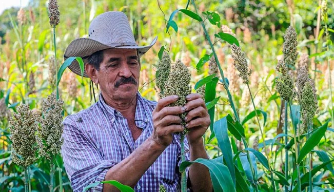 Solo el 20 % de los productores es dueño de la tierra donde cultiva
