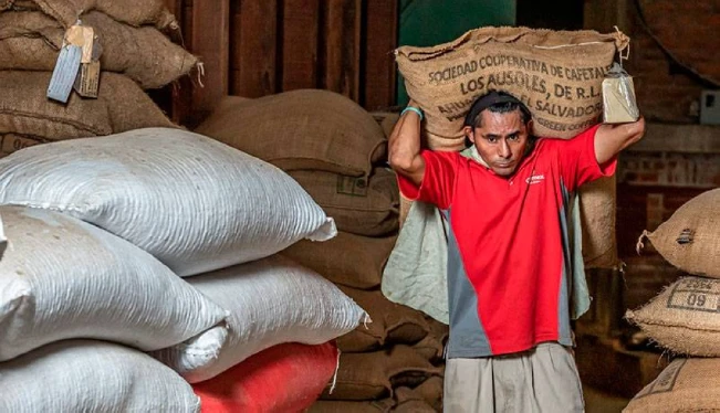 El país ha exportado 8,400 quintales de café menos esta cosecha