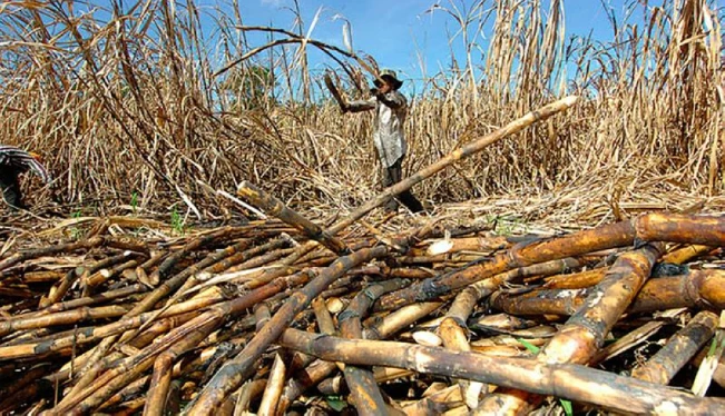 Los productores prevén incremento en el consumo de azúcar este 2023