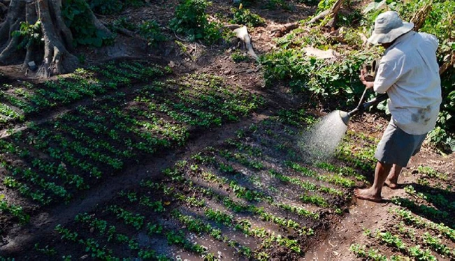 Escasez de mano de obra desafía la agricultura en El Salvador