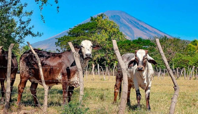 La ganadería ha reducido más de 400 mil vacas en la última década