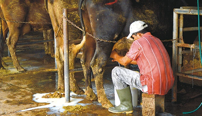 Ganaderos prevén un crecimiento de 17 % en producción de leche en 2023