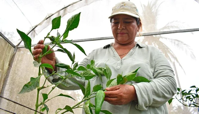La tecnología catapulta las ventas de las agricultoras salvadoreñas