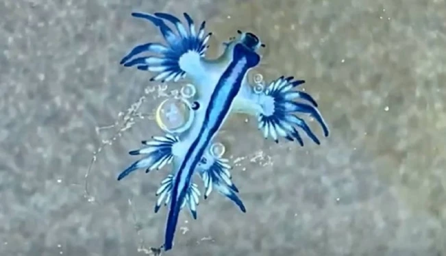 Marn llaman a no tocar estos "dragones azules" reportados en aguas de la costa salvadoreña