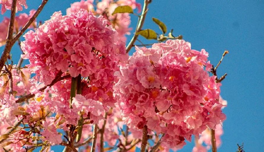 Los 24 tipos de árboles que por ley sembrarían en la Ruta de Las Flores