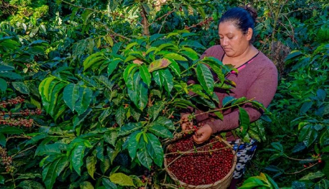 La cosecha de café 2022-23 ha caído en más de 25,100 quintales