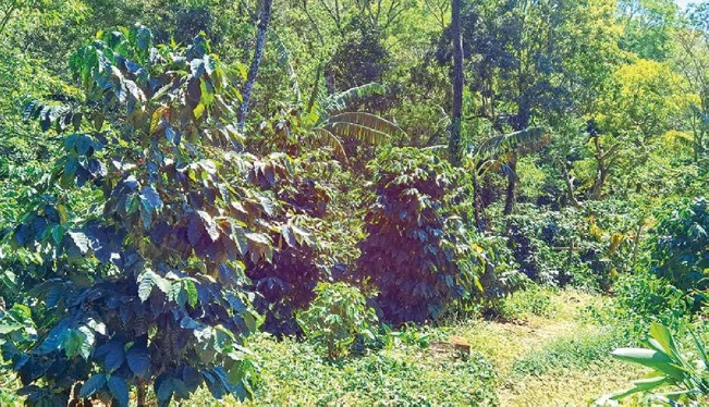 El parque cafetalero es más pequeño de lo registrado, en 29,400 manzanas