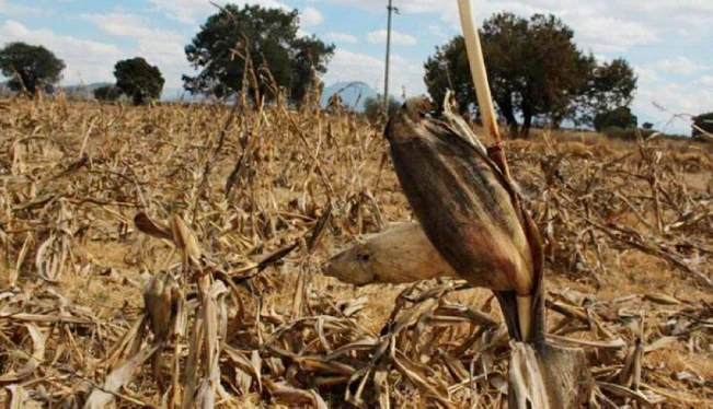 Más de 6,000 manzanas de maíz perdidas por la falta de lluvias
