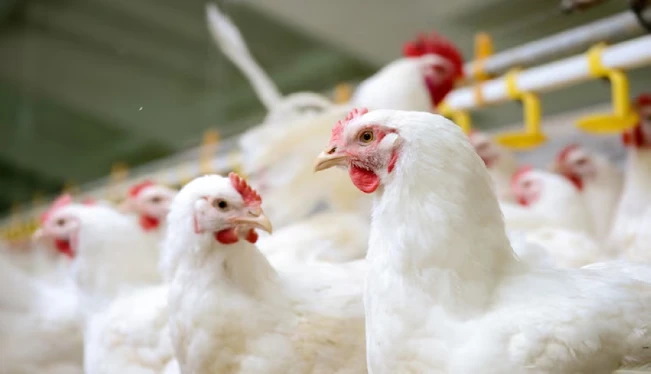 ¿Porqué los pollos demuestran que los humanos remodelaron el planeta?