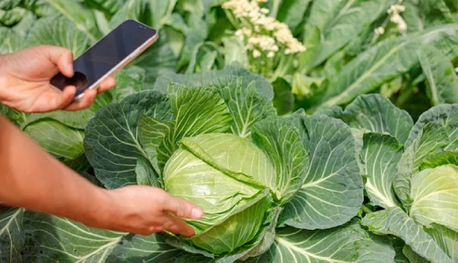 A través de un mensaje de WhatsApp, los productores salvadoreños conocen sobre precios y clima