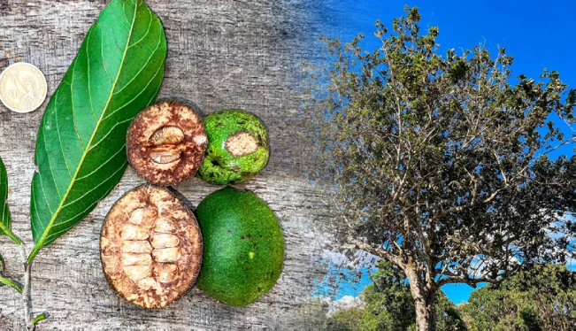 El Salvador anuncia que descubrió “una nueva especie de árbol” en su territorio