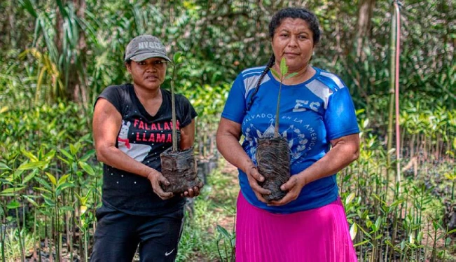 Un seguro revive el bosque de manglares de la Barra de Santiago