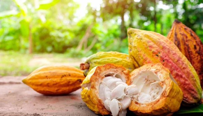 ICCO reconoce a El Salvador como país exportador de cacao 100 % fino