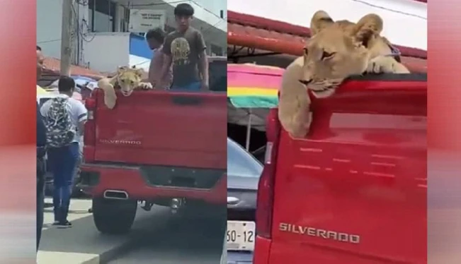 Pasean a león cachorro en Chiapas y su inusual presencia inquietó a pobladores