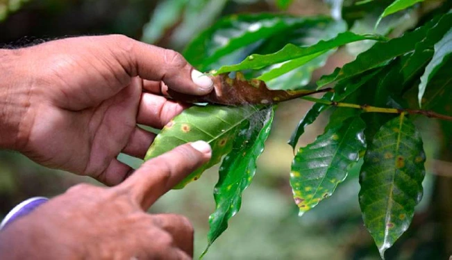 Un 15 % de las fincas en El Salvador tiene roya tras paso de tormenta ‘Pilar’