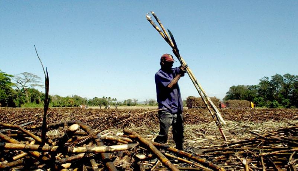 Cañeros prevén la menor producción de azúcar en seis cosechas por El Niño