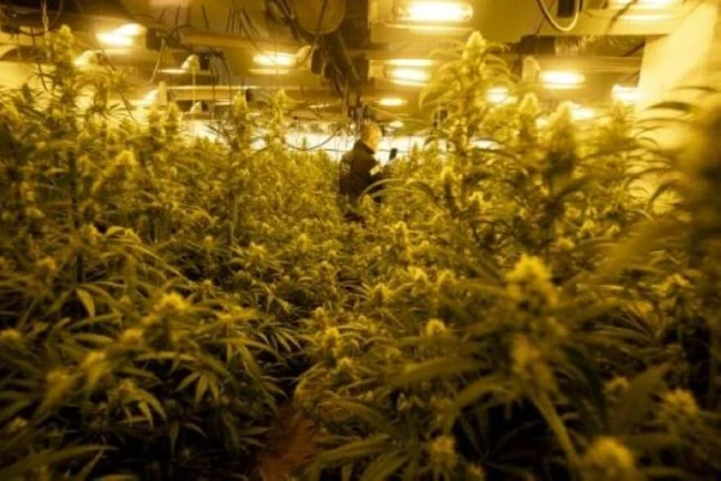 En Nueva York, los productores de marihuana atrapados por fallos en la legislación