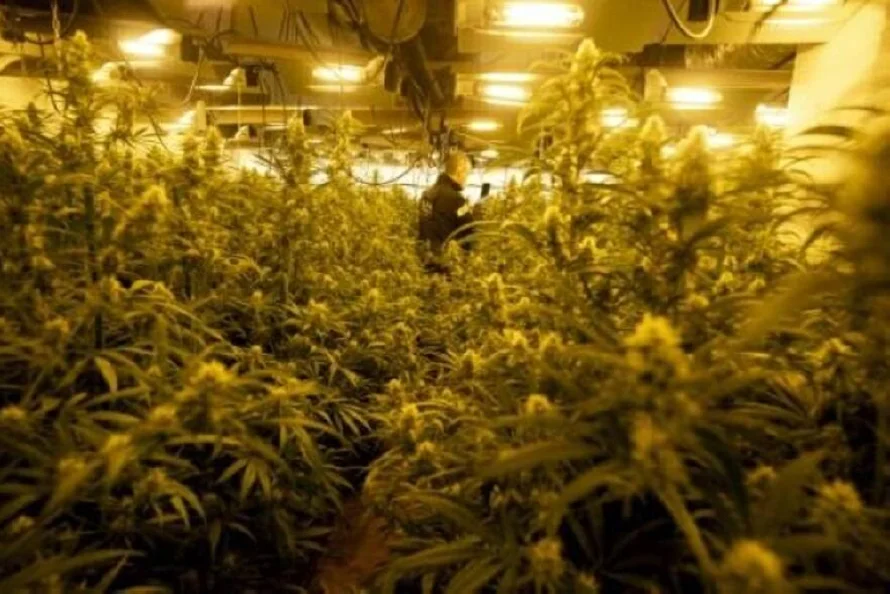 En Nueva York, los productores de marihuana atrapados por fallos en la legislación