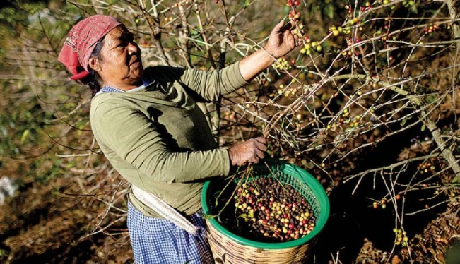 Los productores retrasan la corta de café debido a El Niño