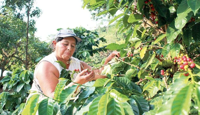 Los caficultores siguen vendiendo las fincas por crisis de precios y producción