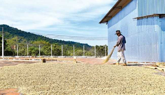 Las exportaciones de café salvadoreño cayeron en 100,000 quintales en 2023