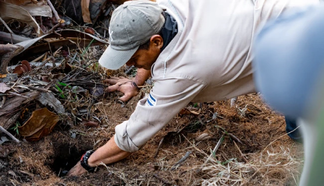 Medio Ambiente denuncia saqueos en nidos de cocodrilos en la Barra de Santiago