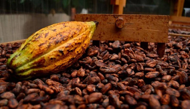 El Salvador vende a mejor precio su cacao que el resto de Centroamérica