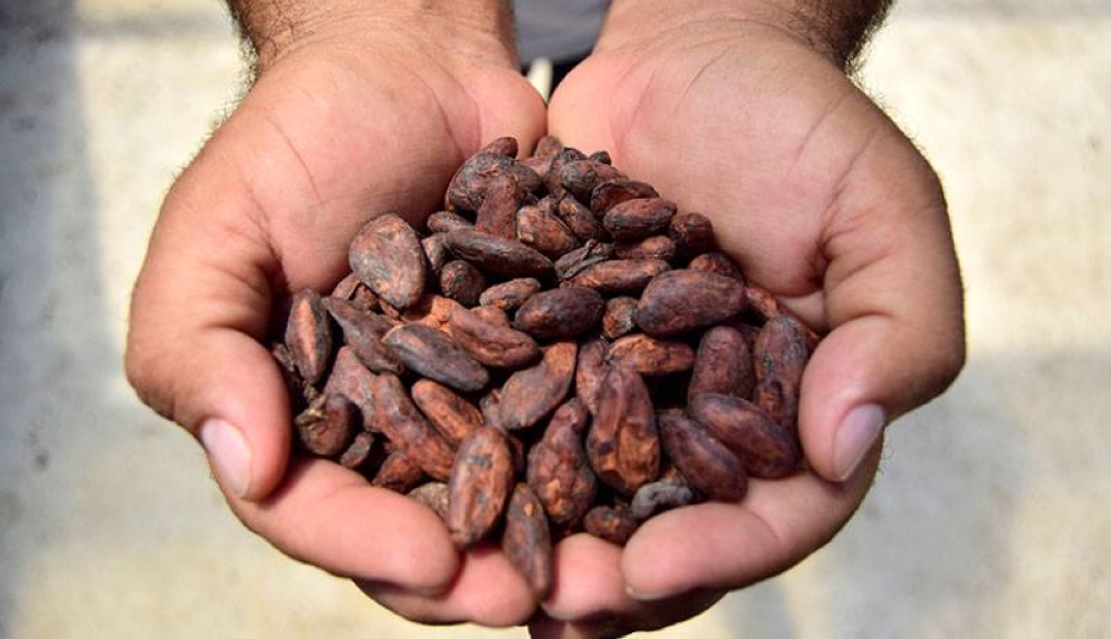 31 chocolaterías en Europa venden cacao salvadoreño