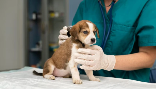 UES reabrirá al público su clínica veterinaria a partir de este jueves
