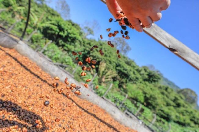 Hoy es el día del café Pacamara y El Salvador buscará promocionarlo