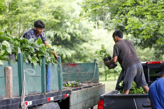 MAG comprará 3.6 millones de planta de café para siembra de 1,444 manzanas y las eximirán de IVA