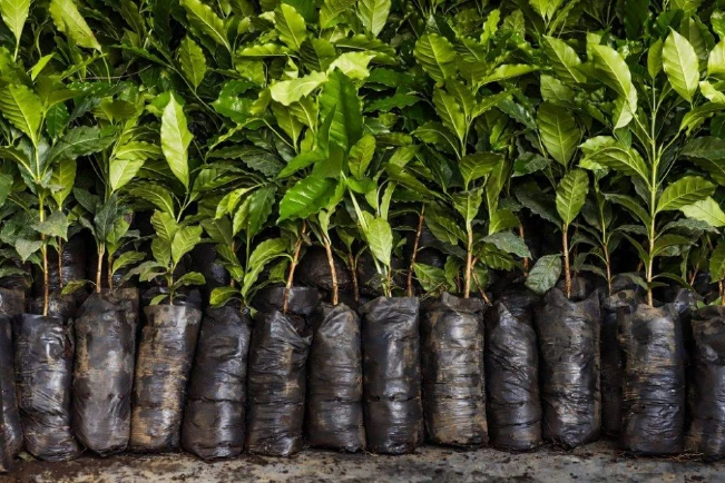 ISC rastreará plantas de café que serán distribuidas en El Salvador