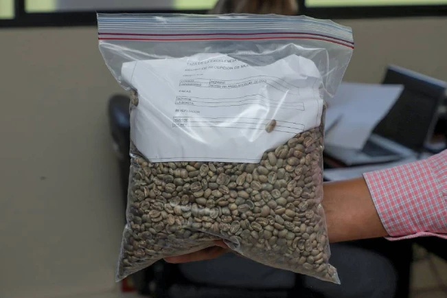 Café Pacamara busca llevarse la corona en el certamen Taza de Excelencia 2024