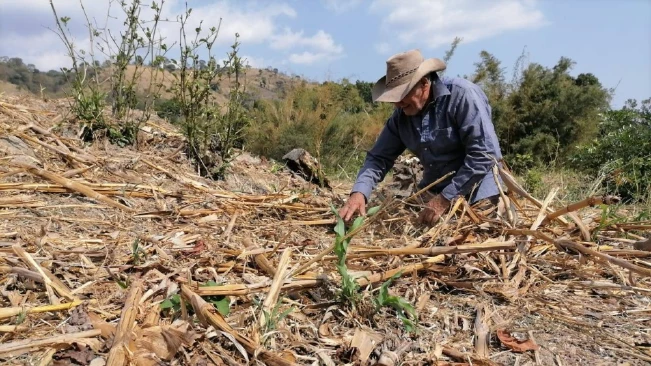 Retraso en las lluvias podría afectar suministro de alimentos en El Salvador: Fews Net
