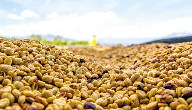Se debilita el precio del café, pero el quintal se mantiene arriba de los $200