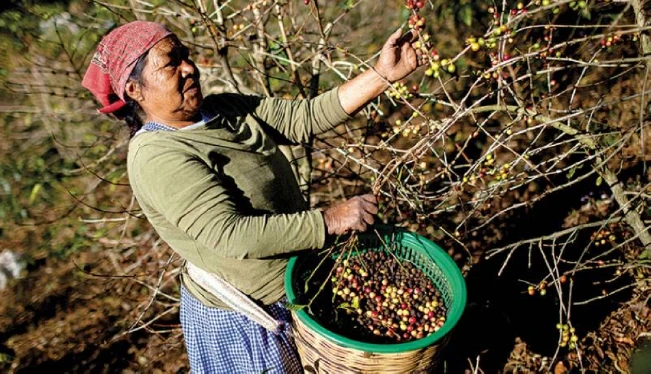 BCIE ha financiado con $1.4 millones a pequeños caficultores salvadoreños