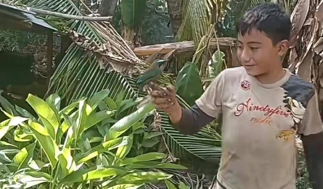 El niño y el torogoz… toda una fábula salvadoreña surge en TikTok